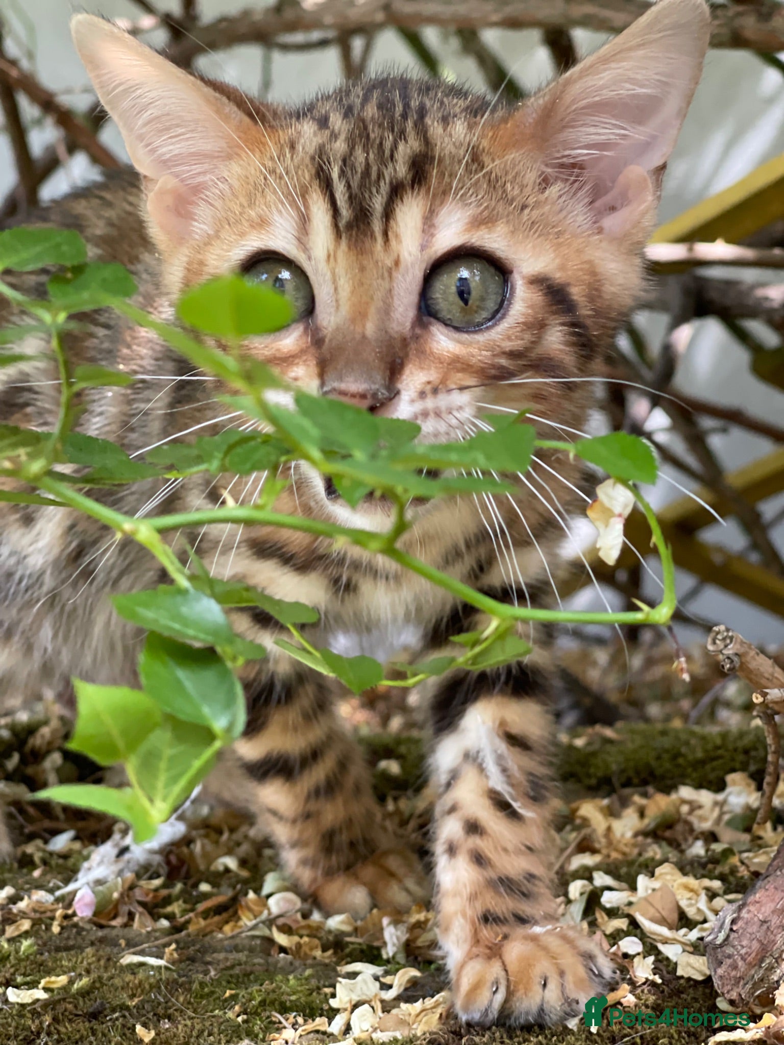 Bengal cats Show potential Bengal Boys - Advert 2