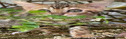 Bengal cats for sale: Show potential Bengal Boys - Advert 2