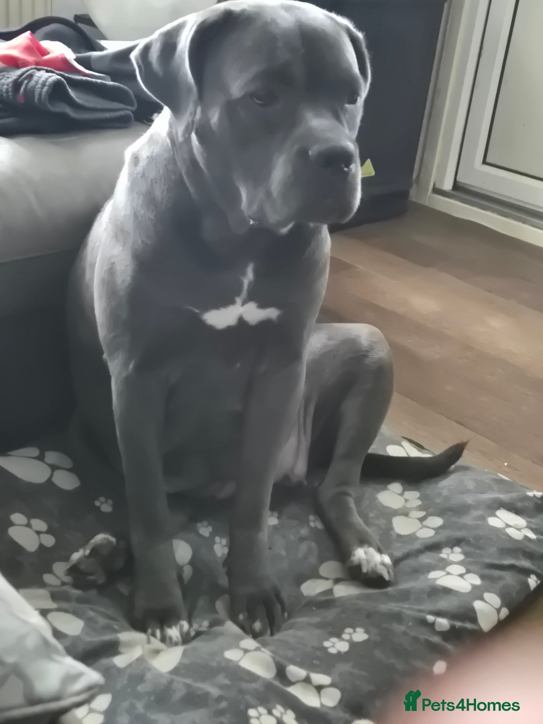 Mixed Breed dogs for sale: Cane corso x shar pei  - Image 6