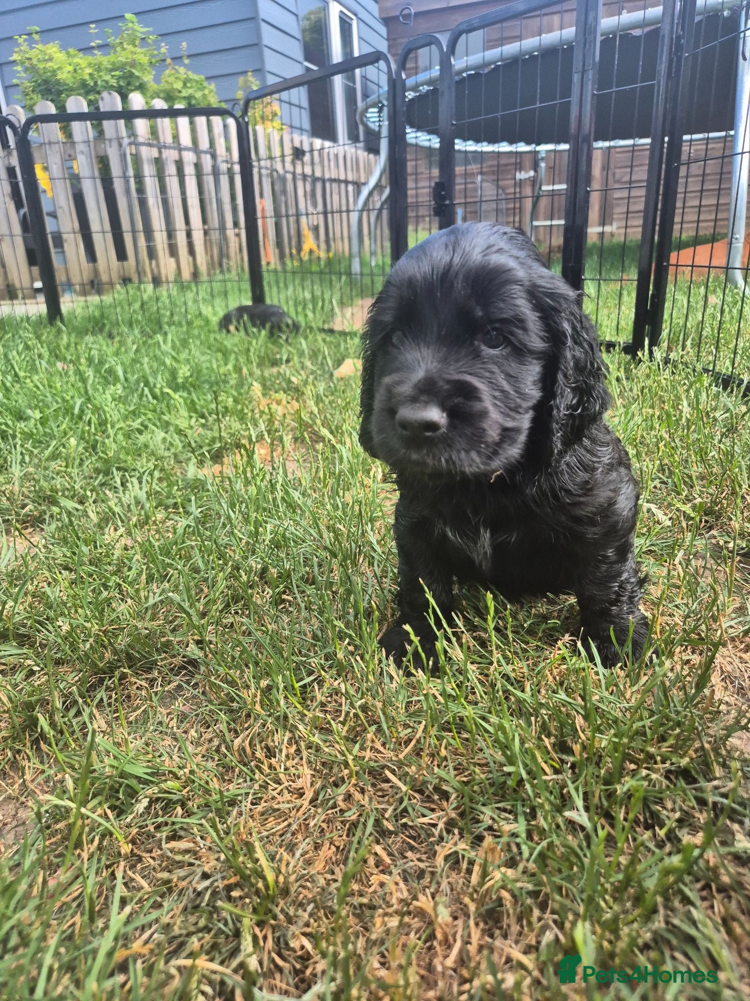 Cocker Spaniel dogs Beautiful Spaniels Ready to leave 16th July 2026 - Advert 2