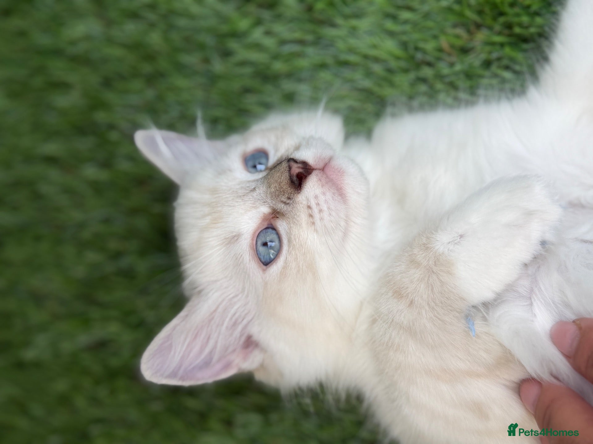 Ragdoll cats Just one Ragdoll left CARLOS  - Advert 1