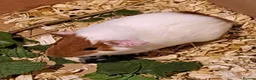 Guinea Pig rodents for sale: Baby guinea pigs for sale  - Advert 5