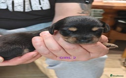 Mixed Breed dogs for sale: Jackweenie puppies - Image 17