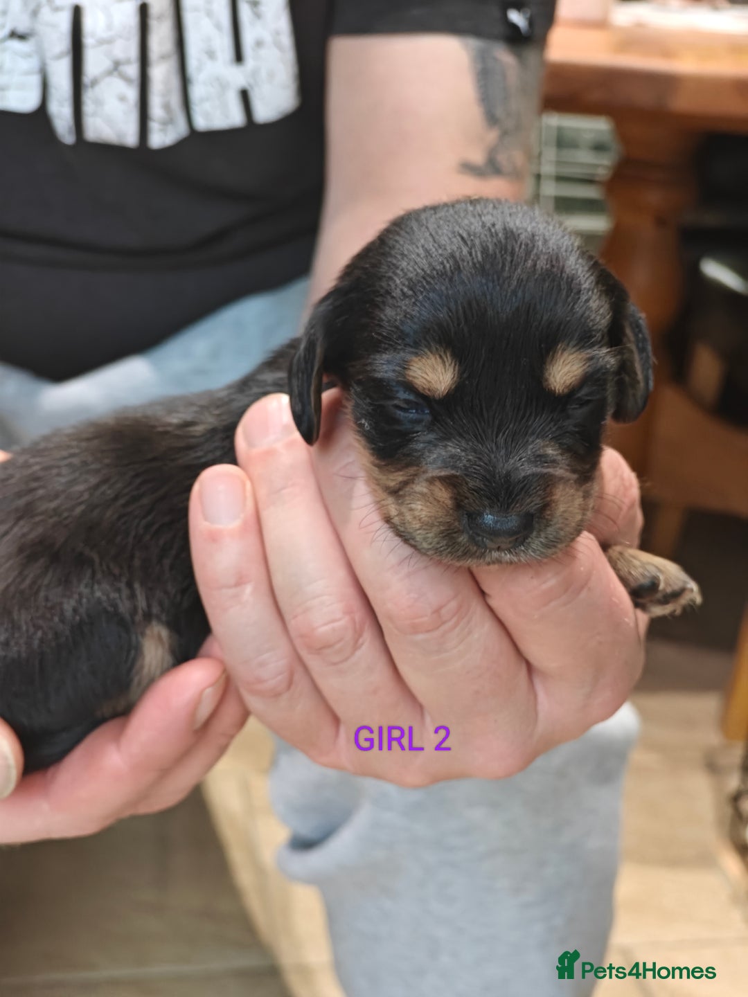 Mixed Breed dogs for sale: Jackweenie puppies - Image 17