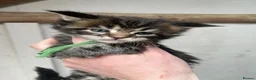 Maine Coon cats for sale: Stunning pedigree Maine coon kittens TICA  - Advert 8
