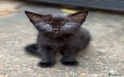 Mixed Breed cats for sale: beautiful kittens❤️ - Image 3