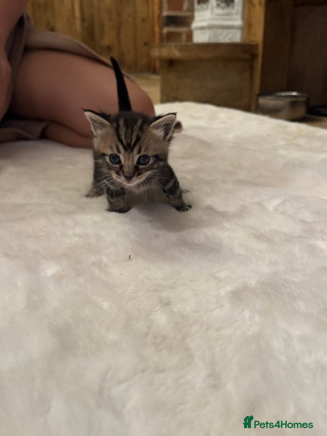 Ragdoll cats for sale: Half ragdoll stunningly marked kittens  - Image 12