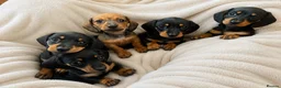 Miniature Dachshund dogs for sale: Miniature Daschunds ready soon for new homes in Cowbridge - Advert 9