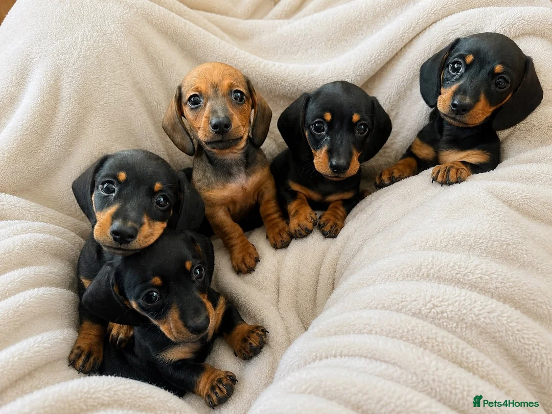 Miniature Dachshund dogs for sale: Miniature Daschunds ready soon for new homes in Cowbridge - Advert 9