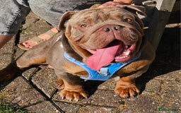 English Bulldog dogs for sale: English Bulldog - Image 1