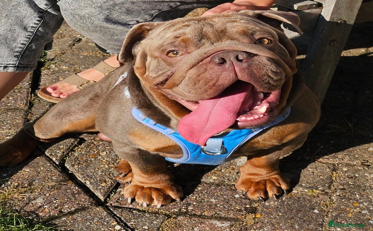 English Bulldog dogs - Advert 1