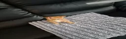 Mixed Breed cats for sale: Beatiful friendly kittens - Advert 6