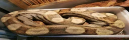 Boa Snake reptiles for sale: ++++++ - Advert 5