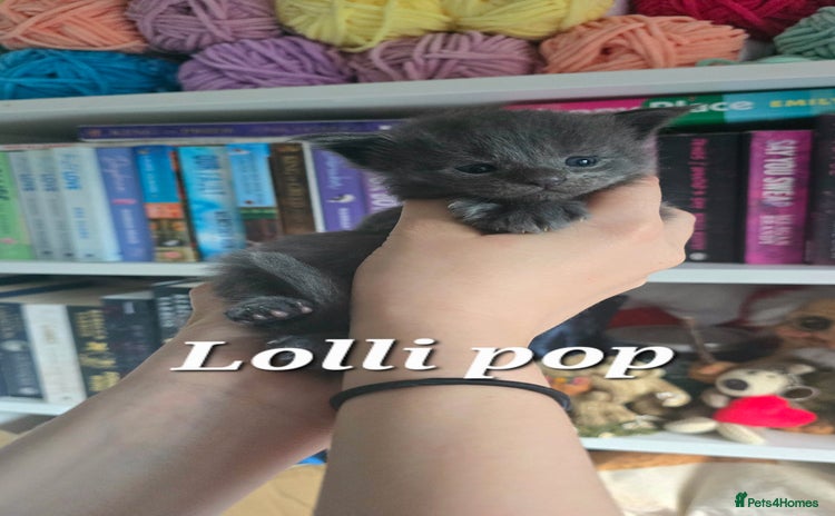 Maine Coon cats - Advert 1