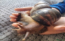 Snails invertebrates for sale: Giant African Land Snails & Tank.& Smaller snails  - Image 4