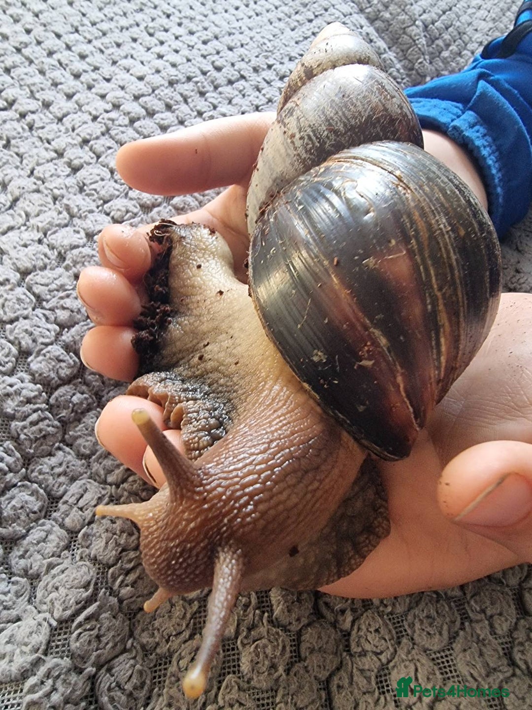 Snails invertebrates for sale: Giant African Land Snails & Tank.& Smaller snails  - Image 4
