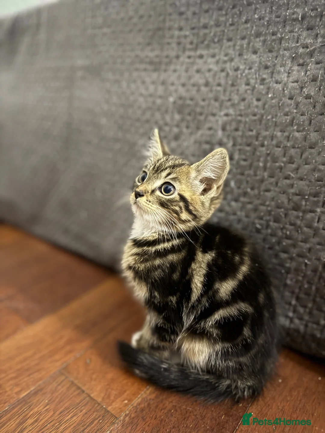 Mixed Breed cats for sale: Adorable Kittens Ready for Their Forever Homes🐾 - Advert 36