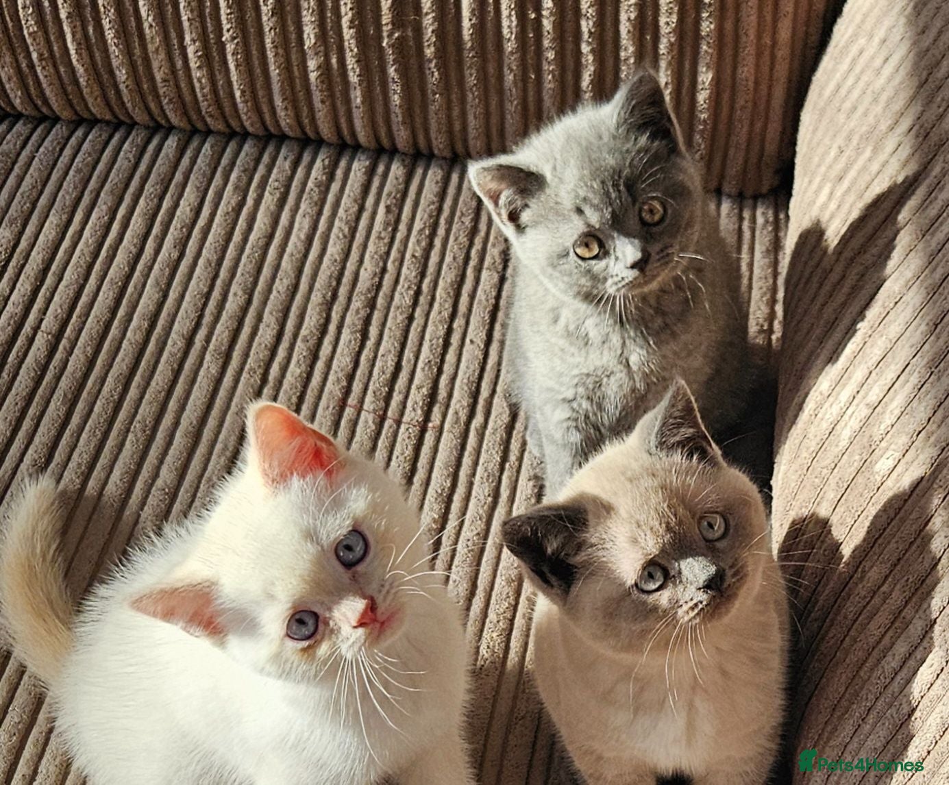 British Shorthair cats Adorable Purebred British Shorthair Kittens - Advert 15