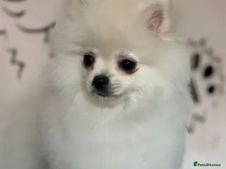 Pomeranian dogs Fully vaccinated gorgeous KC White Pomeranians - Advert 3