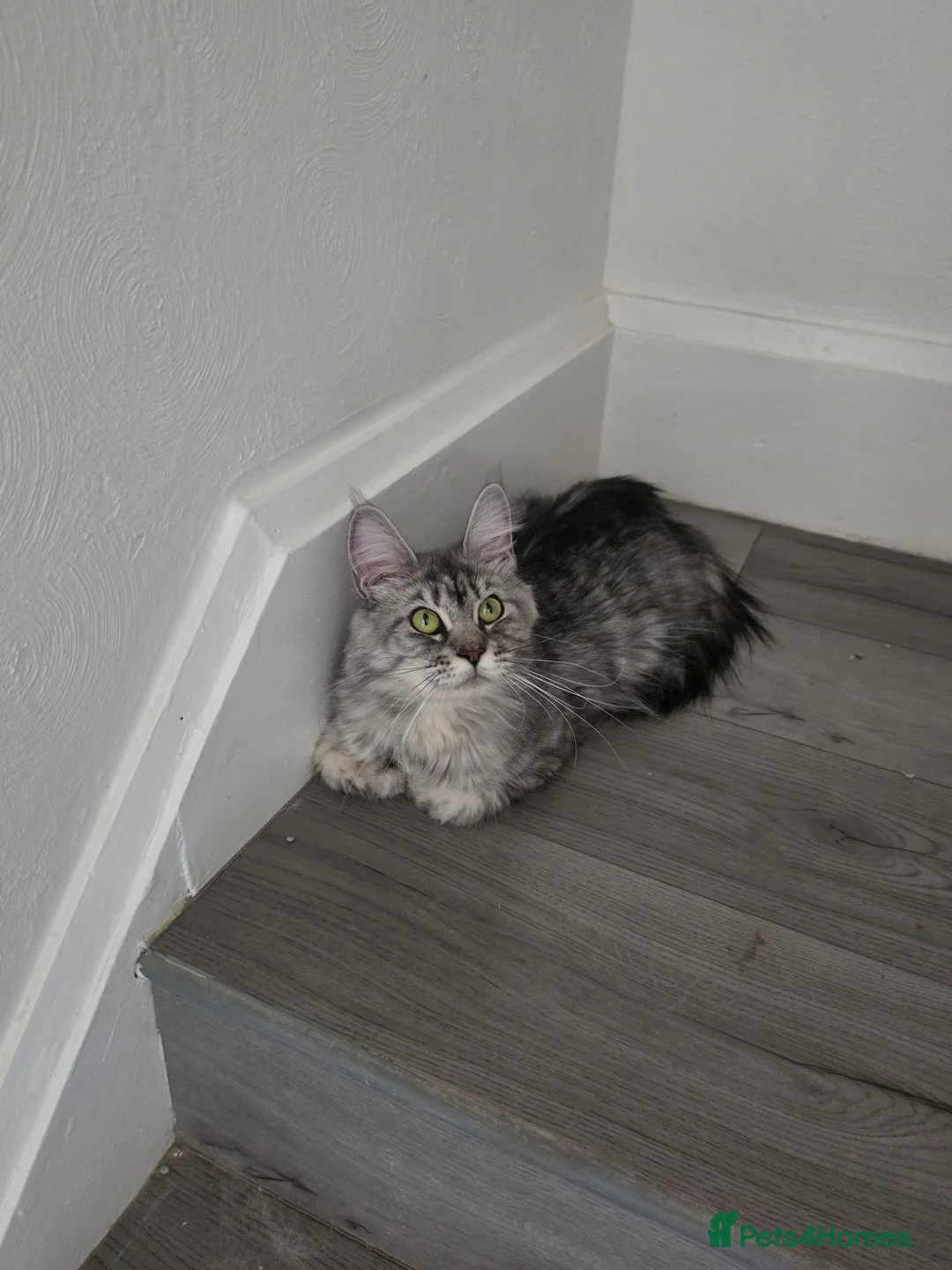 Maine Coon cats for sale: Active maine coon  - Advert 7