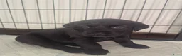 Labrador Retriever dogs for sale: KC Registered Labrador Puppies - Advert 6