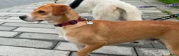 Mixed Breed dogs for sale: Jacky is a Sweet, Playful, and Clever Puppy - Advert 5