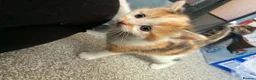 British Shorthair cats for sale: Beautiful Kittens  - Advert 5