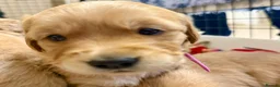 Golden Retriever dogs for sale:  Golden Retriever Puppies - health tested - Advert 4
