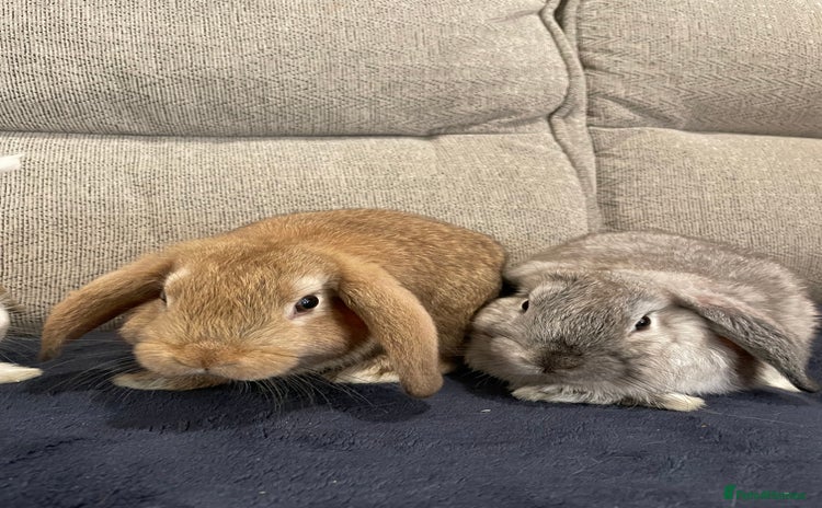 Mini Lop rabbits - Advert 5