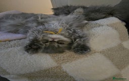 Persian cats for sale: Persians  - Image 21