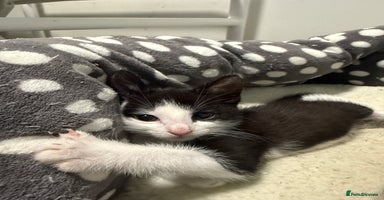 Mixed Breed cats Smokyblack & whith half british short hair kittens - Advert 6