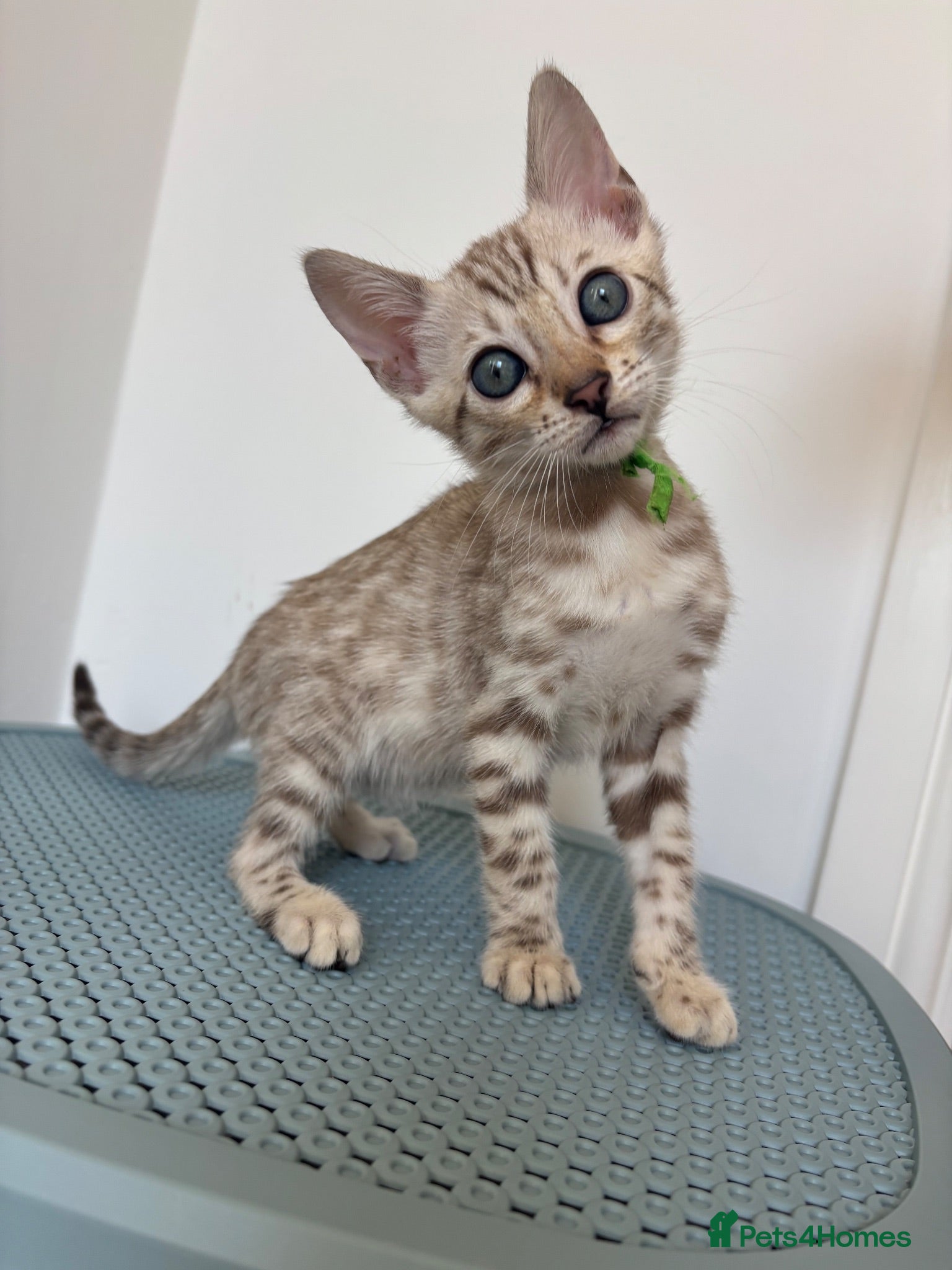 Bengal cats Pedigree Snow Glittery Bengals  - Advert 2