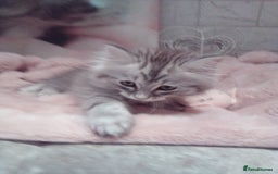 Scottish Fold cats for sale: Two cutie Scottish straights for sale - Image 5