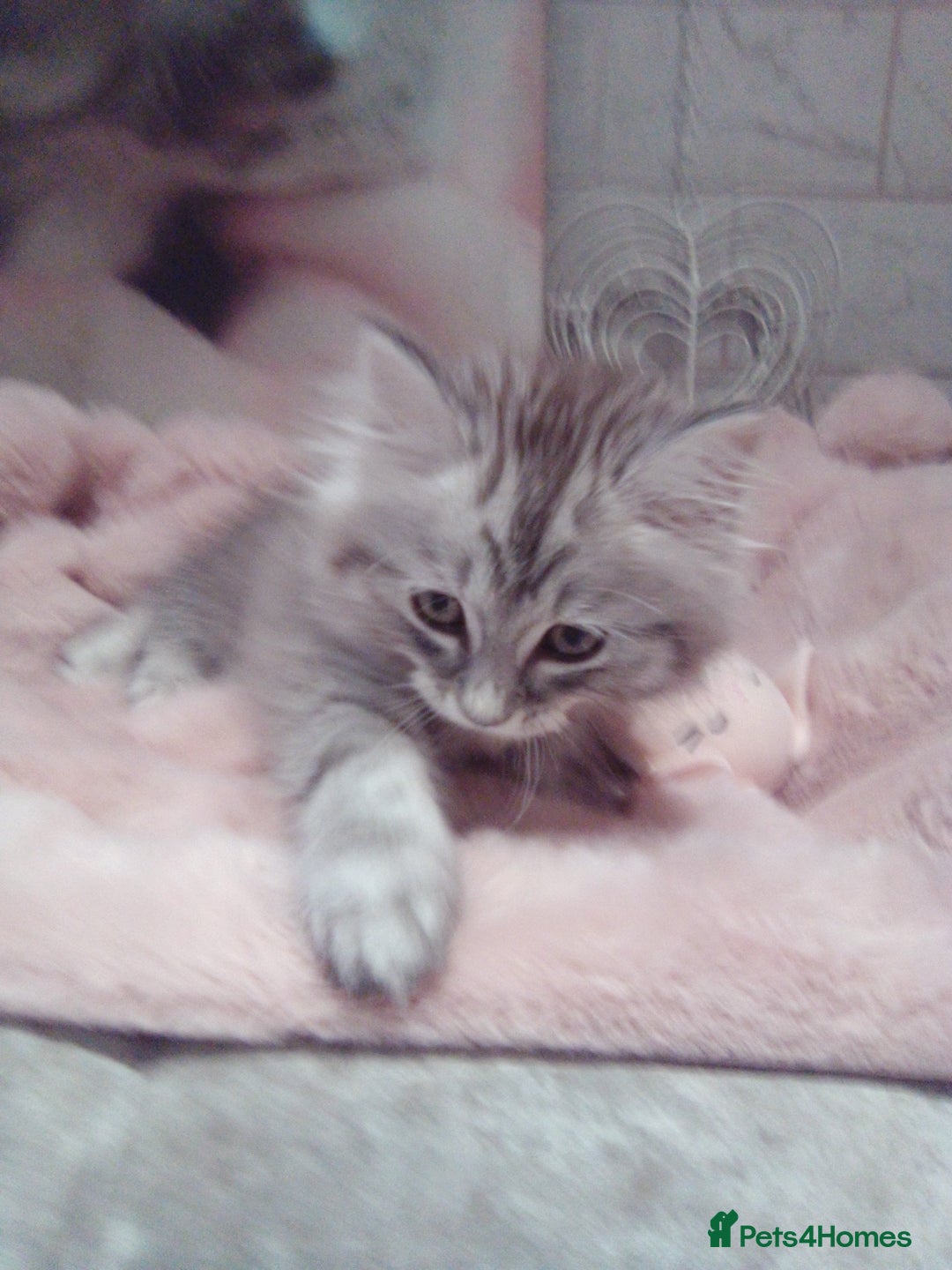 Scottish Fold cats for sale: Two cutie Scottish straights for sale - Image 5
