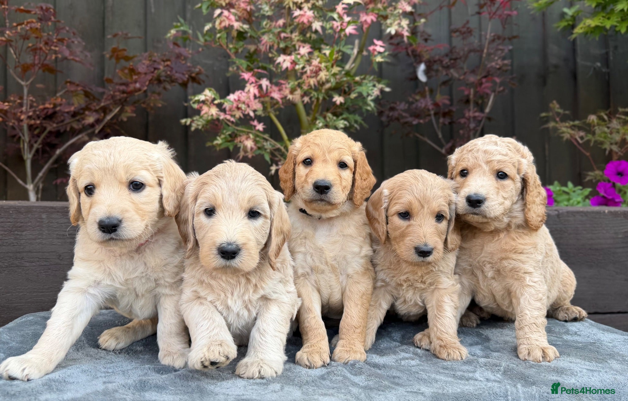 Goldendoodle dogs Beautiful Goldendoodle Puppies Available  - Advert 10