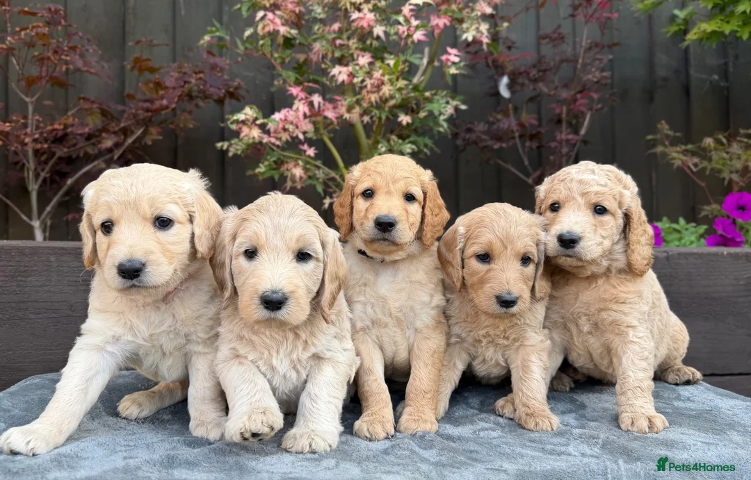 Goldendoodle dogs for sale: Beautiful Goldendoodle Puppies ready next week - Advert 1