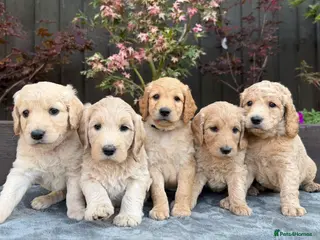Goldendoodle dogs Beautiful Goldendoodle Puppies Available - Advert 10