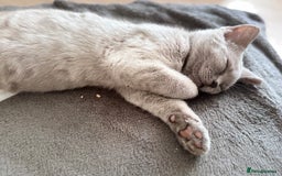 British Shorthair cats for sale: Beautiful Lilac boys - Image 9