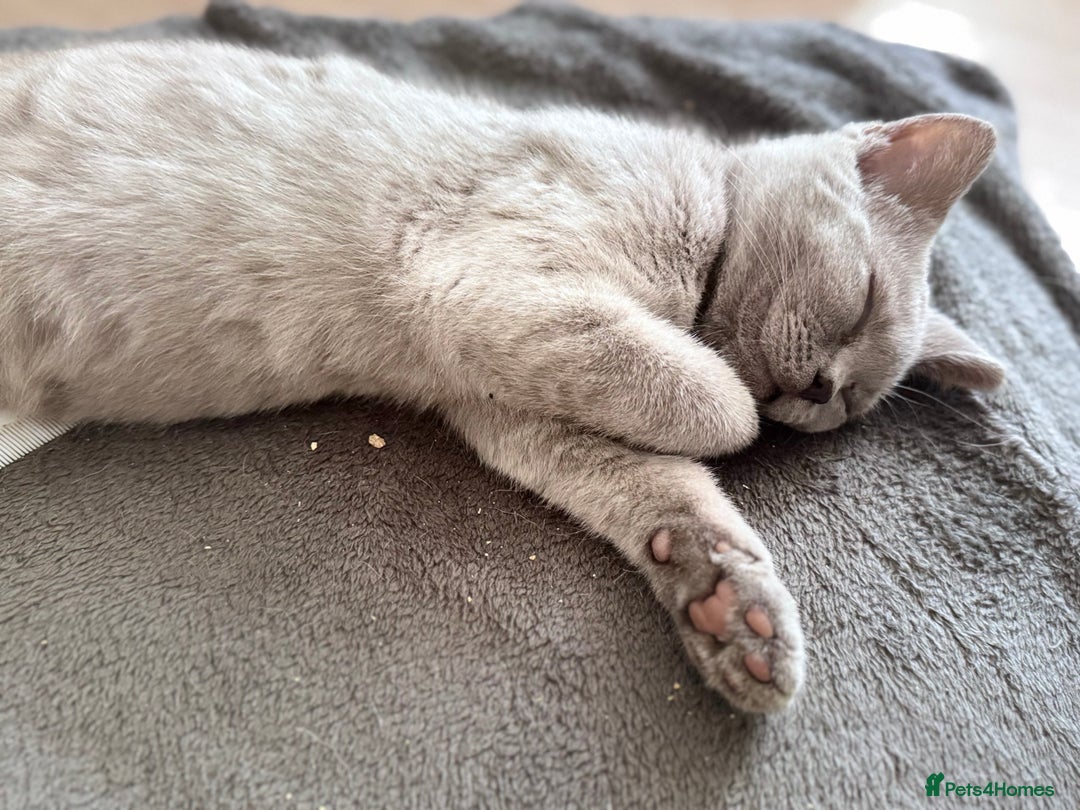 British Shorthair cats for sale: Beautiful Lilac boys - Image 9