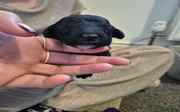 Toy Poodle dogs for sale: 5 beautiful black toy poodle puppies - Image 5