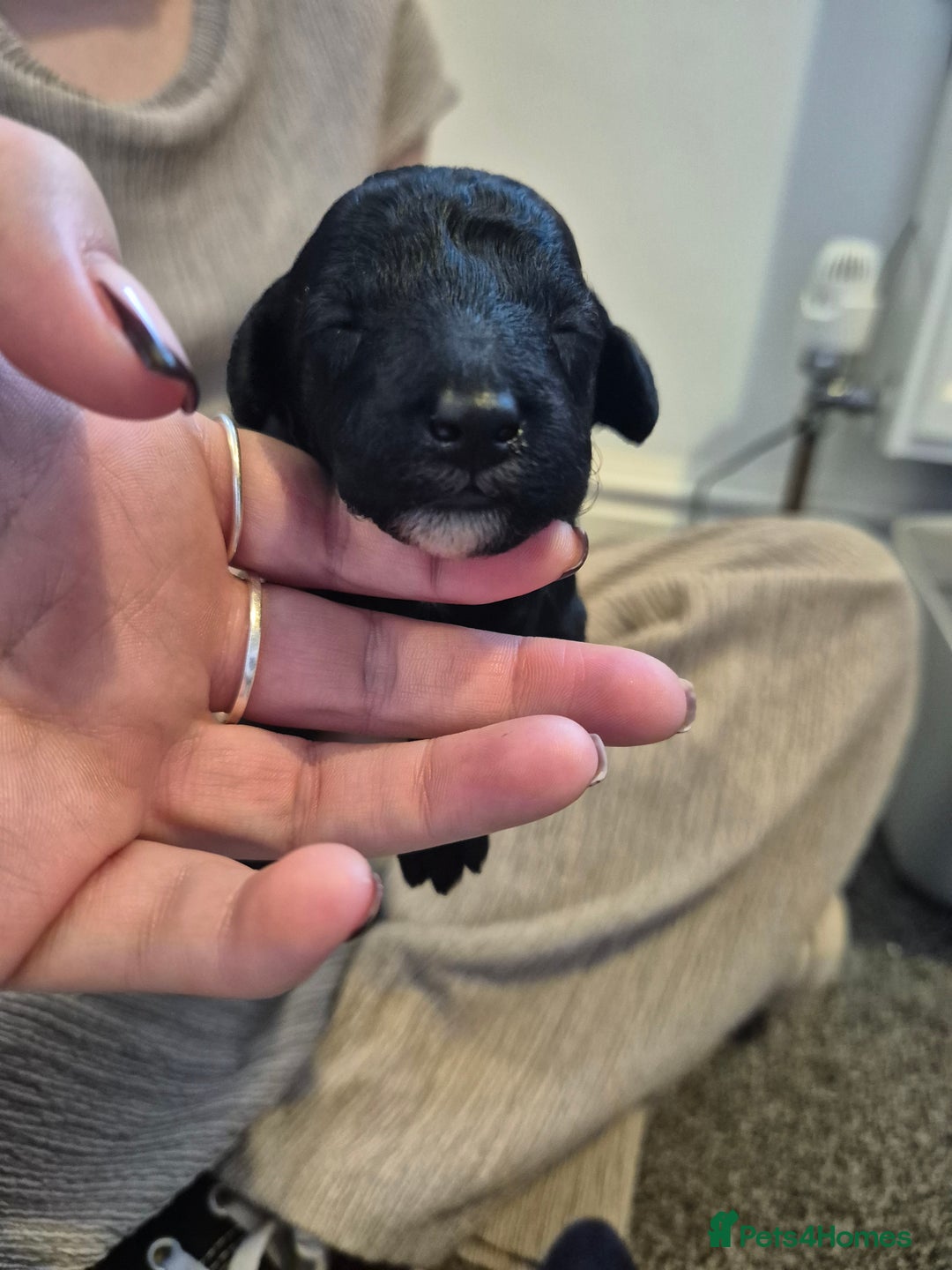 Toy Poodle dogs for sale: 5 beautiful black toy poodle puppies - Image 5