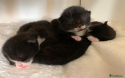 Mixed Breed cats for sale: siamese x siberian tuxedo kittens - Advert 35