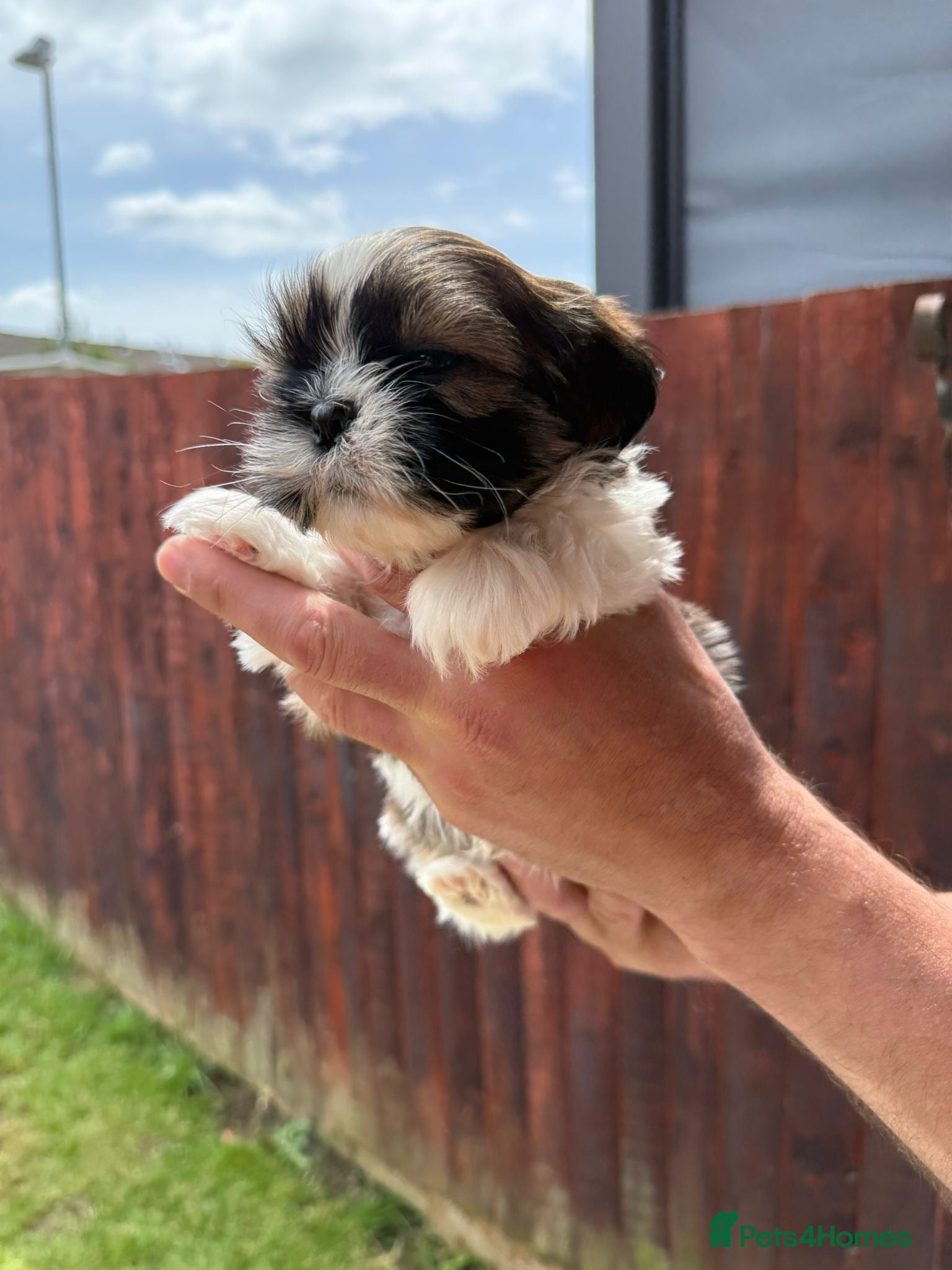 Shih Tzu dogs Shihtzu puppies for sale  - Advert 2