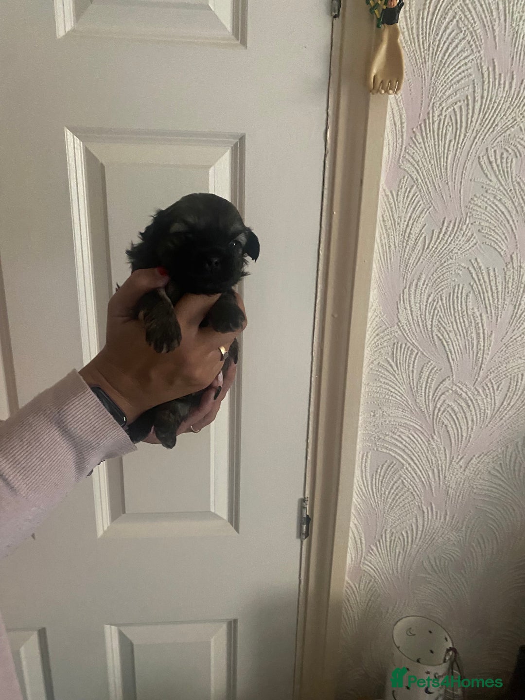 Shih Tzu dogs for sale: Puppy for sale  - Image 4