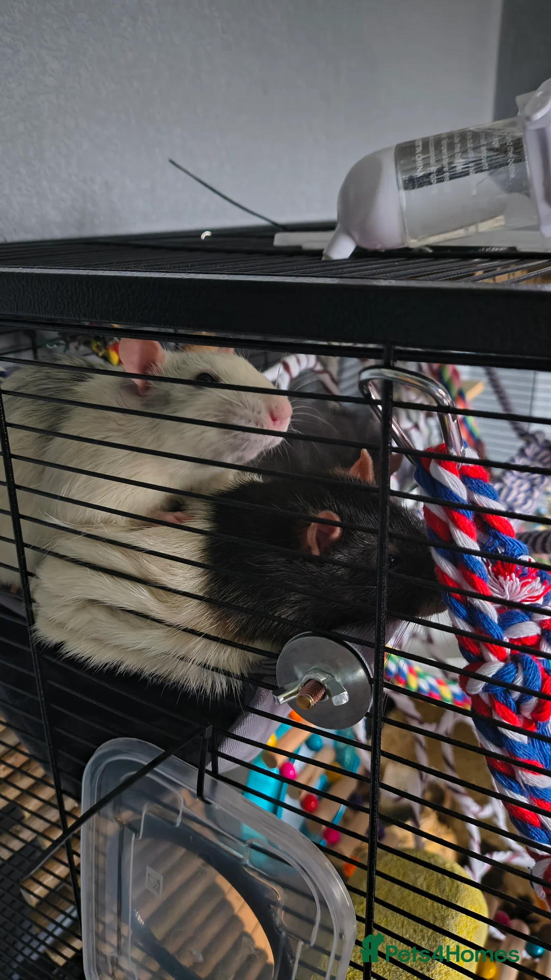 Rat rodents for sale: 9 month male rat - Advert 1
