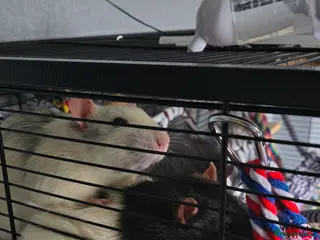 Rat rodents 9 month male rat - Advert 6