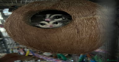 Sugar Glider rodents - Advert 10