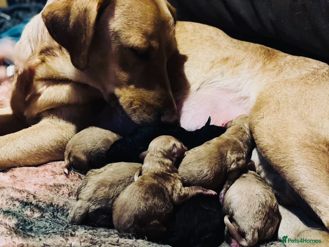 Mixed Breed dogs for sale: Labrador X Sproodle - Advert 1