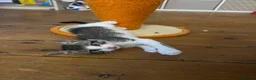 Mixed Breed cats for sale: Beautiful kittens need loving homes 🩷 in London - Advert 9