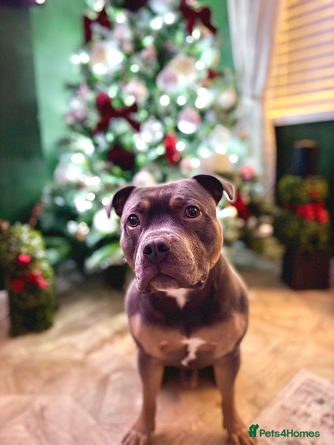 Staffordshire Bull Terrier dogs for stud: Bear the Tri-Colour Staffy - Advert 3